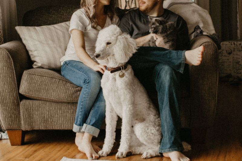 a couple sitting on a couch with their cat and dog