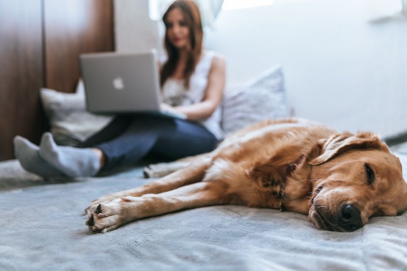 woman relaxing on a bed with her laptop while her golden retriever dog sleeps beside her